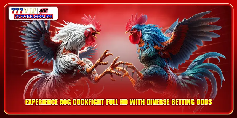 AOG Cockfight 1 Experience AOG Cockfight Full HD with Diverse Betting Odds
