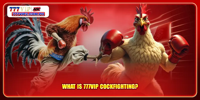 What is 777VIP cockfighting?